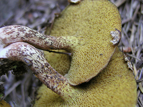 Suillus sibiricus Suillus sibiricus