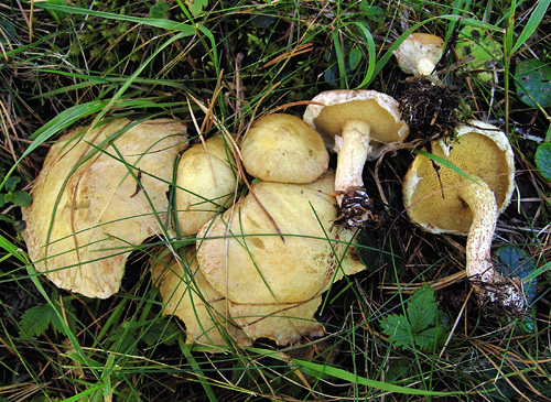 Suillus sibiricus Suillus sibiricus