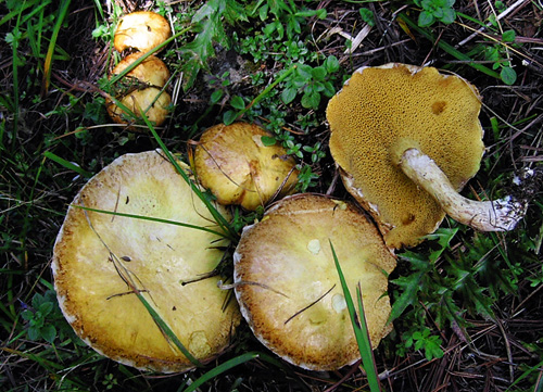 Suillus sibiricus Suillus sibiricus