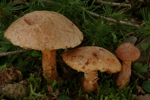 Suillus tridentinus Suillus tridentinus