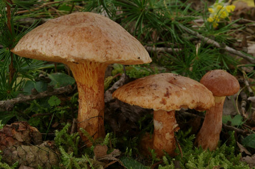 Suillus tridentinus Suillus tridentinus