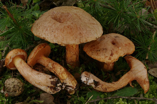 Suillus tridentinus Suillus tridentinus