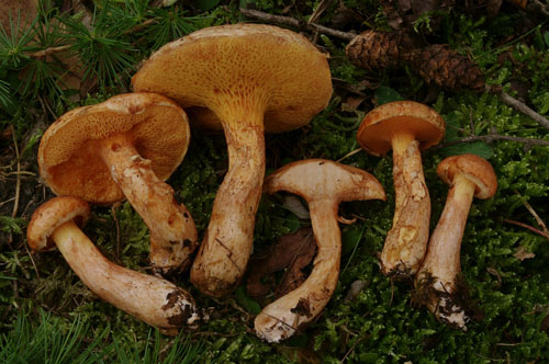 Suillus tridentinus Suillus tridentinus
