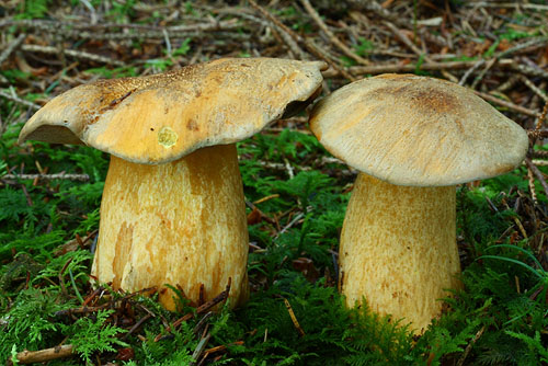 Suillus variegatus