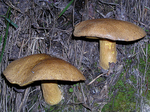 Suillus variegatus