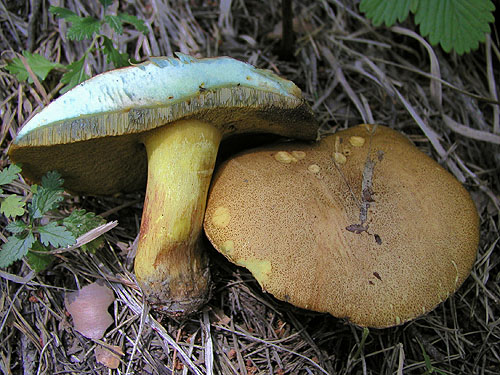 Suillus variegatus