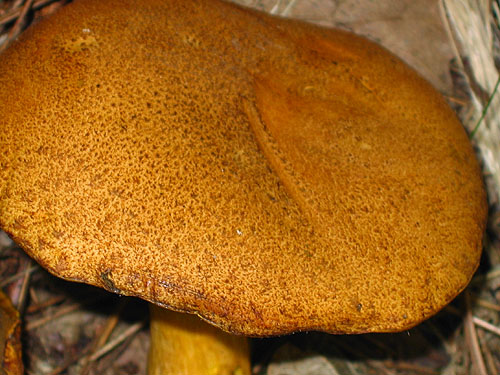 Suillus variegatus
