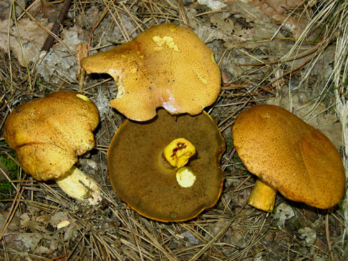 Suillus variegatus