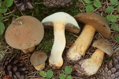 Suillus variegatus