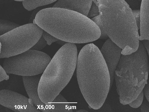 Smooth spores Smooth spores