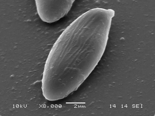 Striate spores Striate spores