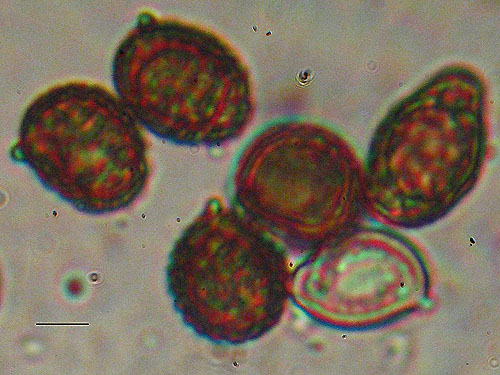 Strobilomyces strobilaceus Strobilomyces strobilaceus