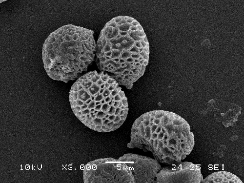 Strobilomyces strobilaceus Strobilomyces strobilaceus