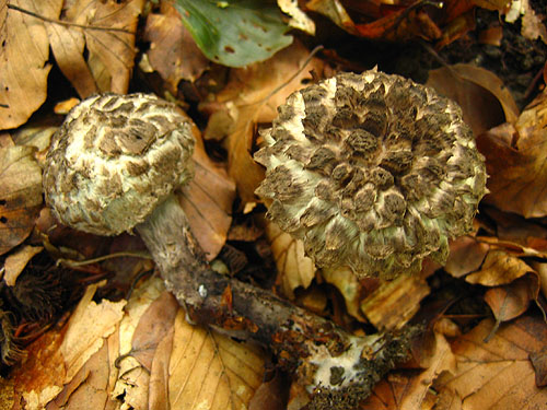 Strobilomyces strobilaceus Strobilomyces strobilaceus