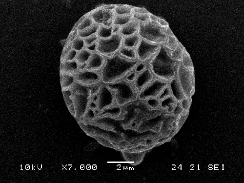 Strobilomyces strobilaceus Strobilomyces strobilaceus
