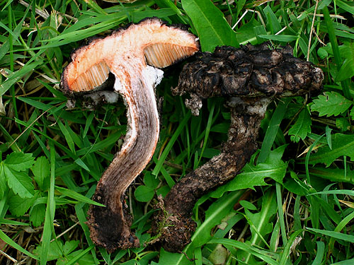 Strobilomyces strobilaceus Strobilomyces strobilaceus