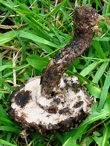 Strobilomyces strobilaceus Strobilomyces strobilaceus