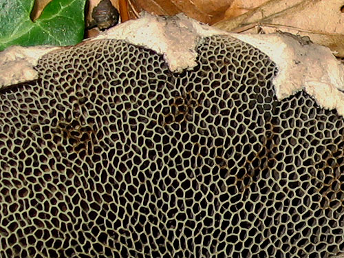 Strobilomyces strobilaceus Strobilomyces strobilaceus