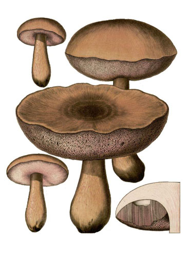 Tylopilus felleus Tylopilus felleus