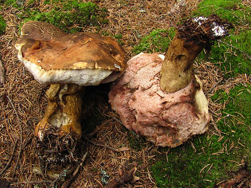 Tylopilu felleus Tylopilus felleus