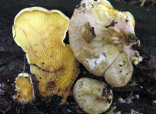 Tapinella panuoides f. ionipus Tapinella panuoides f. ionipus
