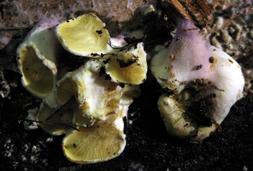 Tapinella panuoides f. ionipus Tapinella panuoides f. ionipus