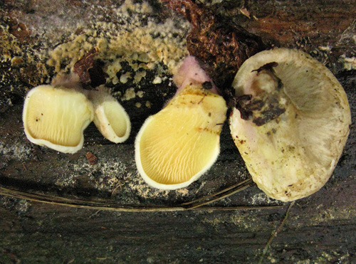 Tapinella panuoides f. ionipus Tapinella panuoides f. ionipus