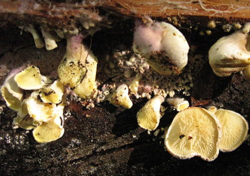 Tapinella panuoides f. ionipus Tapinella panuoides f. ionipus