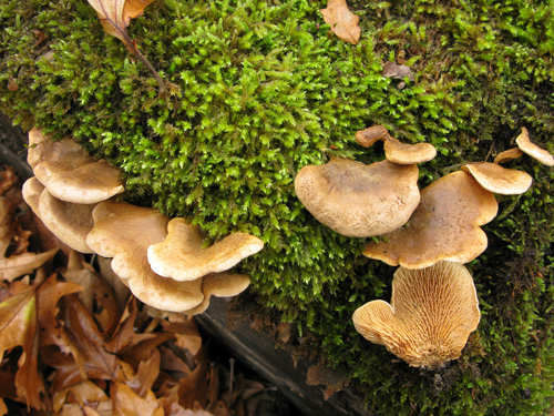 T_panuoides_panuoides_1 Tapinella panuoides f. panuoides