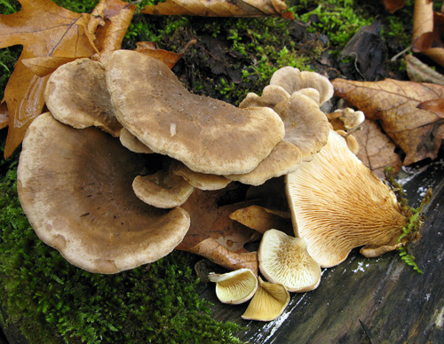 Tapinella panuoides f. panuoides Tapinella panuoides f. panuoides