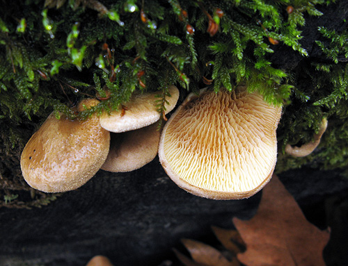 Tapinella panuoides f. panuoides Tapinella panuoides f. panuoides