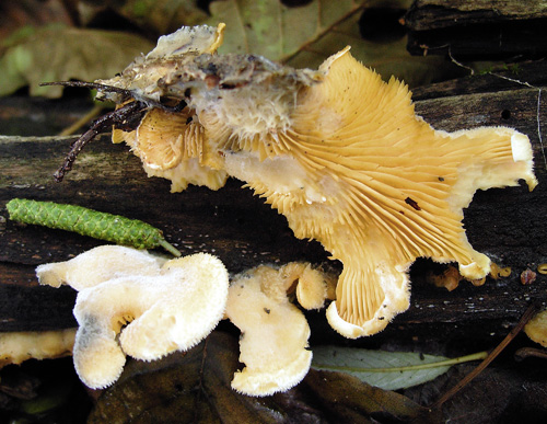 Tapinella panuoides f. panuoides Tapinella panuoides f. panuoides