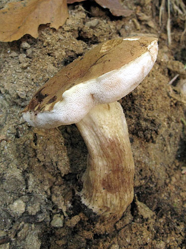 Tylopilus felleus Tylopilus felleus