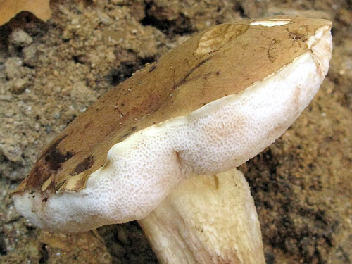 Tylopilus felleus Tylopilus felleus