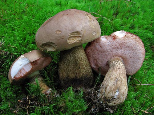 Tylopilus felleus Tylopilus felleus