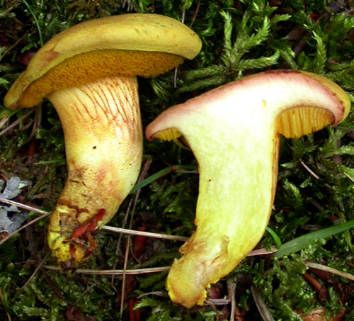 Xerocomus chrysonemus Xerocomus chrysonemus