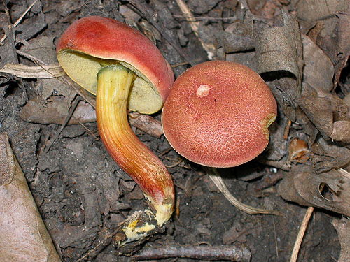 Xerocomus armeniacus Xerocomus armeniacus