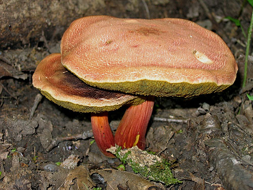 Xerocomus armeniacus Xerocomus armeniacus