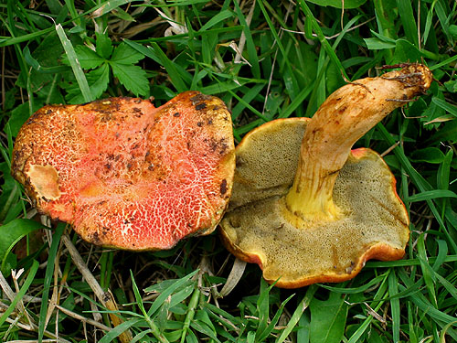 Xerocomus armeniacus Xerocomus armeniacus