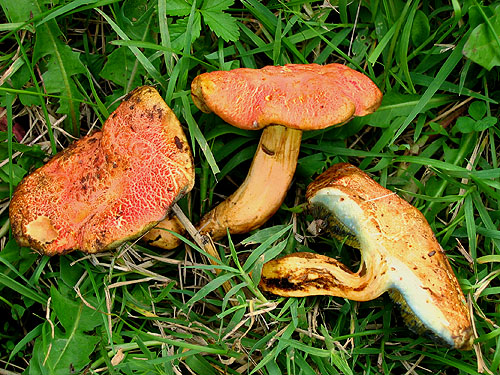 Xerocomus armeniacus Xerocomus armeniacus