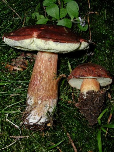 Xerocomus badius Xerocomus badius