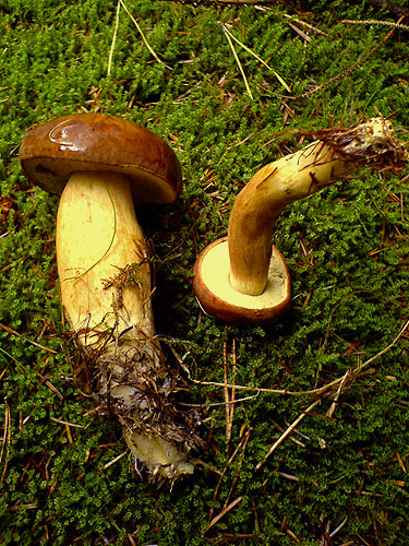 Xerocomus badius Xerocomus badius
