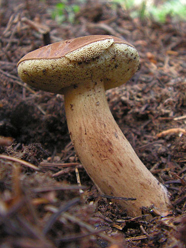 Xerocomus badius Xerocomus badius