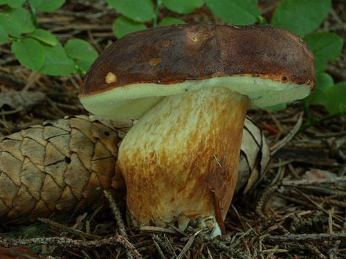 Xerocomus badius Xerocomus badius