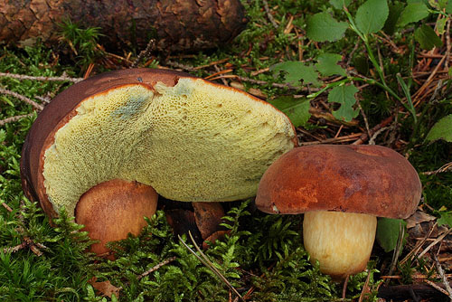 Xerocomus badius Xerocomus badius
