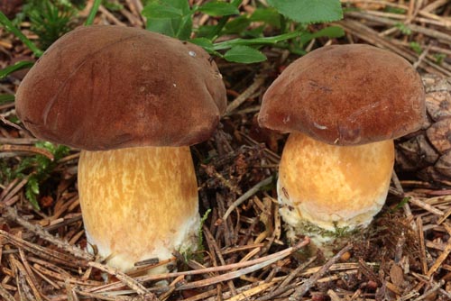 Xerocomus badius Xerocomus badius