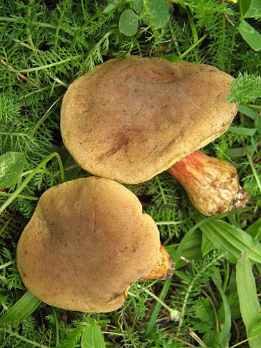 Xerocomus bubalinus