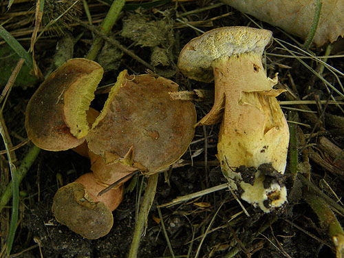 Xerocomus bubalinus