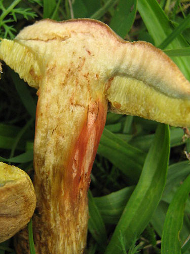 Xerocomus bubalinus