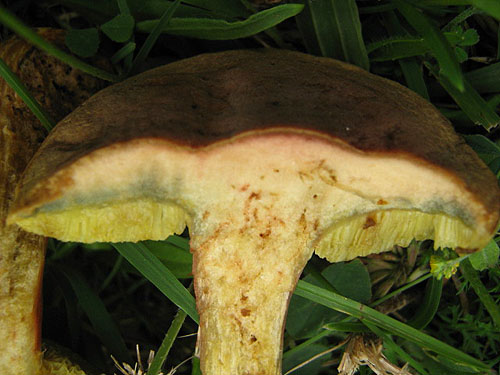 Xerocomus bubalinus